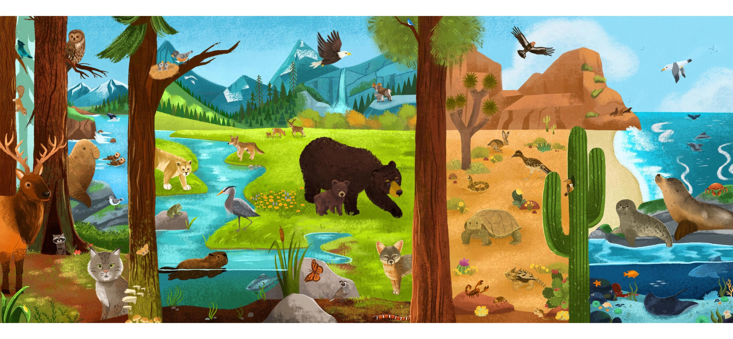 Untitled Illustration of the vast California wildlife. From the redwoods, Mount Shasta, Mojave desert, a Coastline of Southern California. Features all kinds of California Biodiversity.